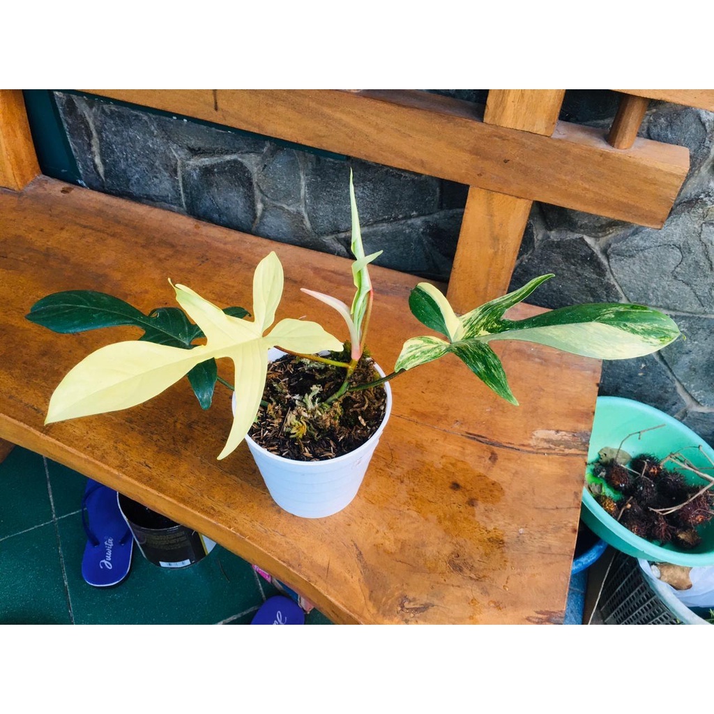 PHILODENDRON FLOBE VARIGATA
