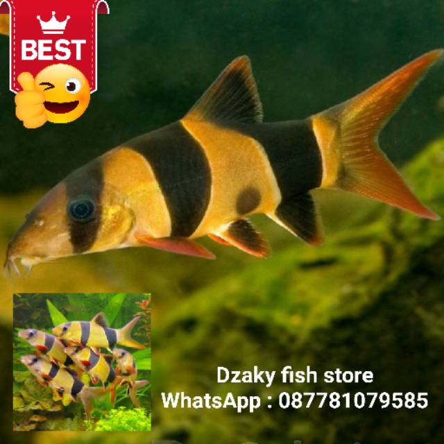 Ikan Hias Air Tawar Botia Kalimantan Badut Shopee Indonesia