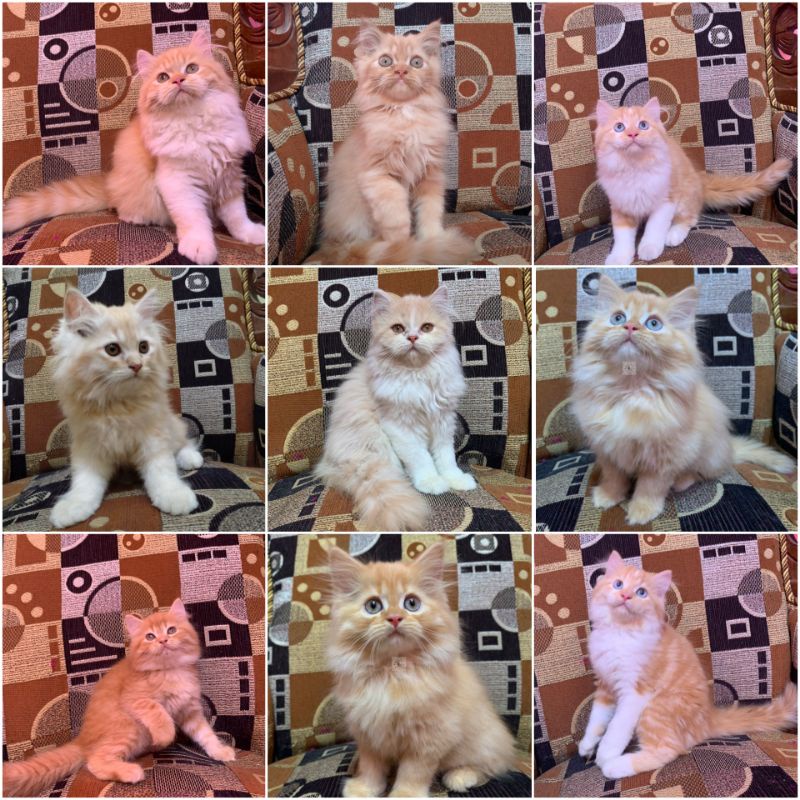 Kucing Persia Longhair Medium&Flatnose,oyenMarbel&Oyen putih