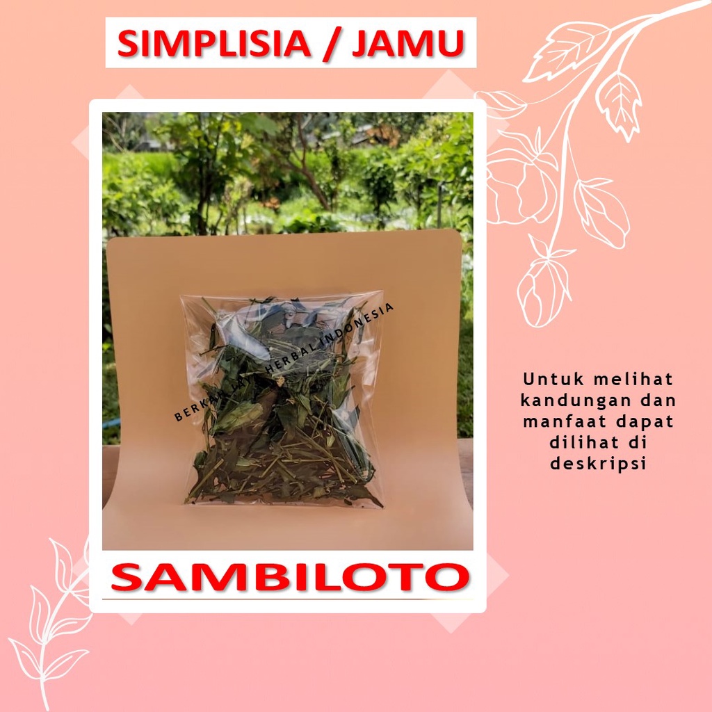

Sambiloto bahan Jamu godog godok rebus simplisia Anti alergi diabetes imunoterapi