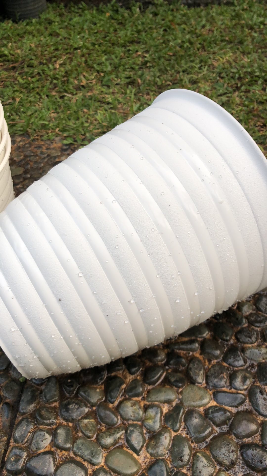 Pot Tawon Tirus 21 Cm