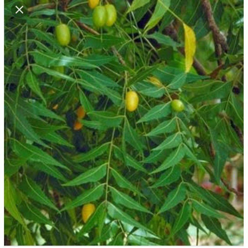 

daun mindi/mimba segar 1kg, obat gatal dll.