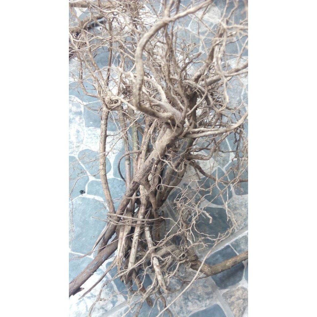 Kayu aquascape akar senggani