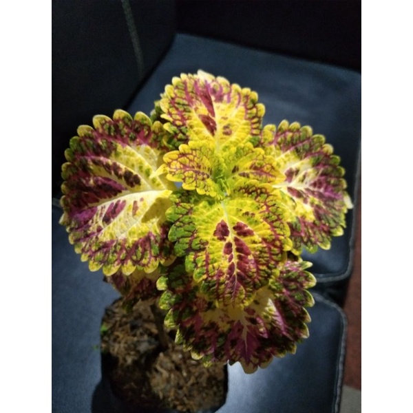 bunga miana premium berakar