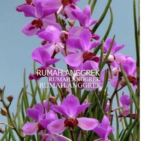 anggrek tanah vanda douglas doglas JUMBO dewasa siap bunga