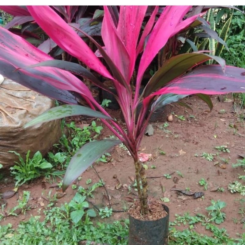 

andong merah