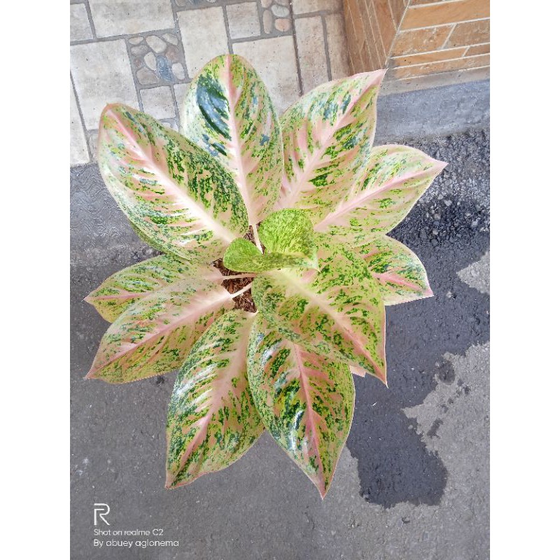 aglonema striptis white