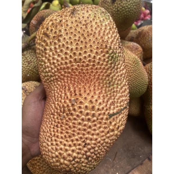 

buah nangka cimpedak manis per 1 buah