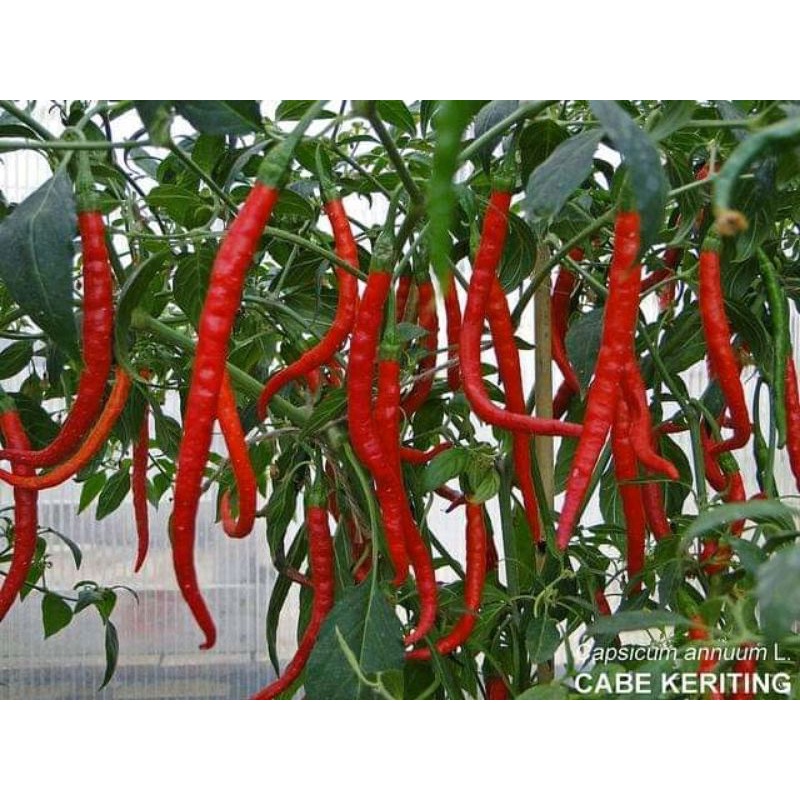 Benih cabe kriting super besar&panjang 30 benih