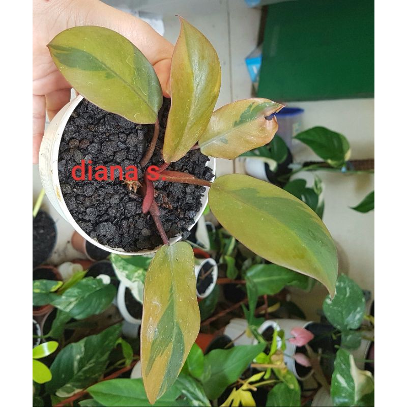 paketan black cardinal variegata dan jungle fever variegata