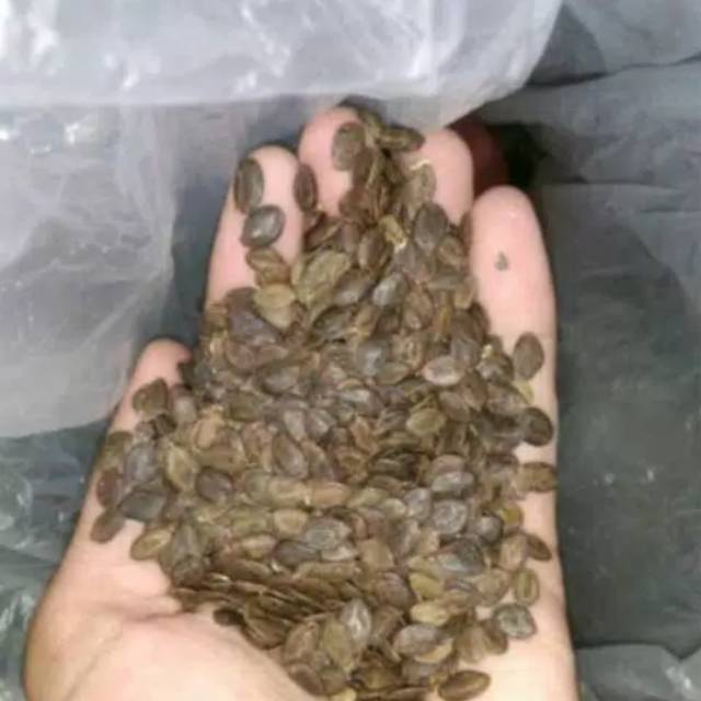 bibit biji kaliandra merah 1 kg