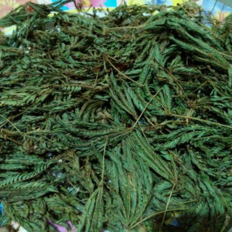 

Daun putri malu kering 200gram/herbal