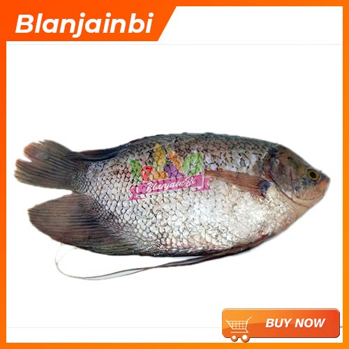 

Ikan Gurame Bandung Area