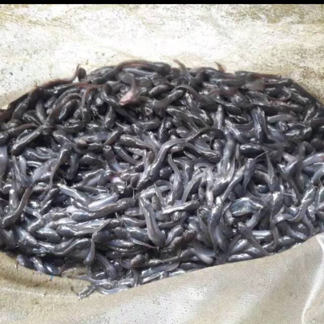 

Ikan lele