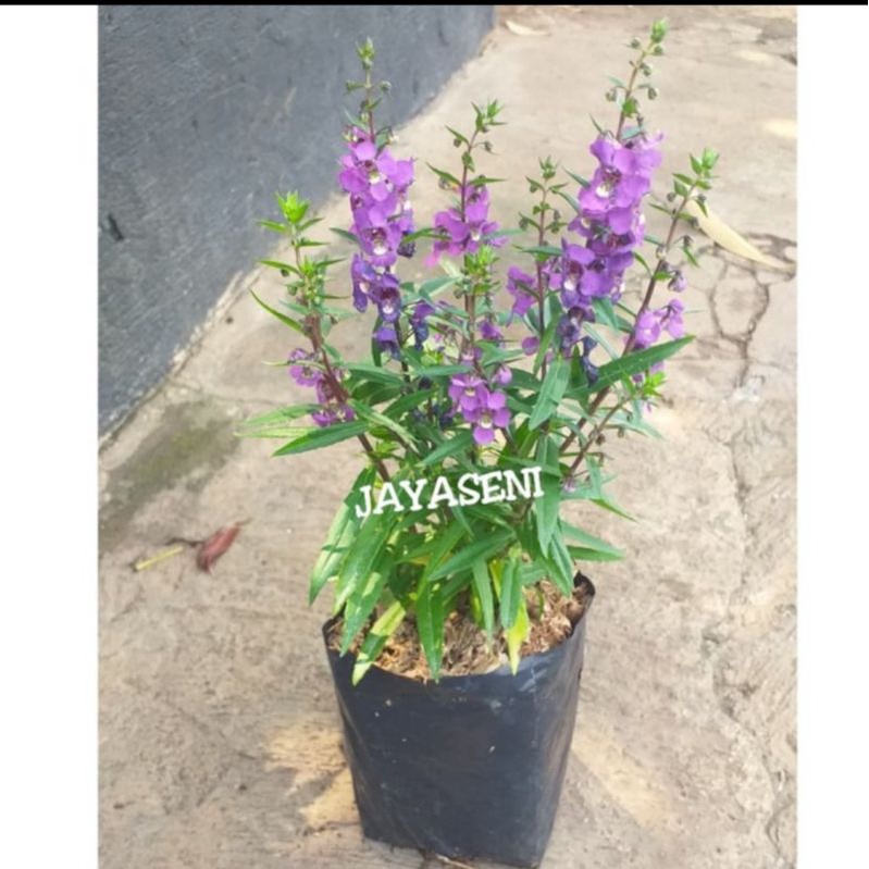 TANAMAN HIAS BUNGA LAFENDER ANTI NYAMUK