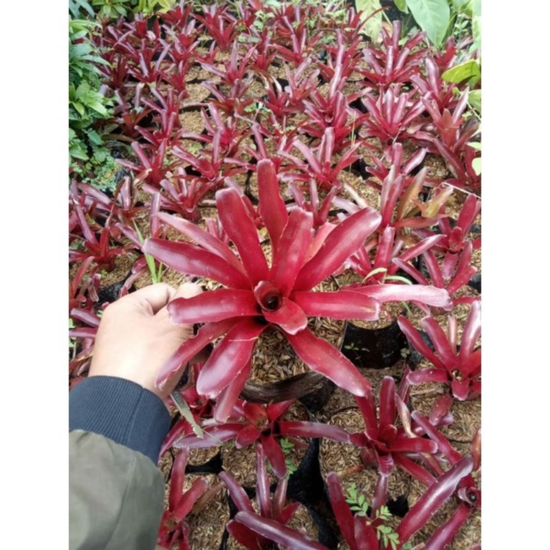 TANAMAN HIAS BROMELIA MERAH MINI