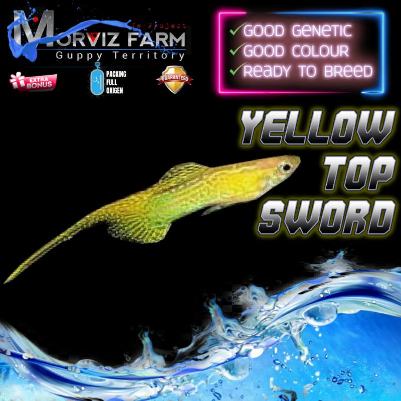 Ikan Guppy Ikan Guppy Sepasang Ikan Guppy Indukan Ikan Guppy Murah Ikan Guppy Paket Yellow Top Sword