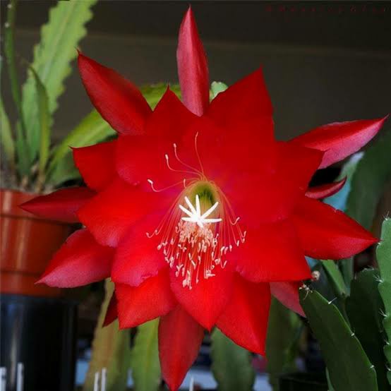 tanaman hias wijaya kusuma bunga merah TERBARU DAN TERLARIS