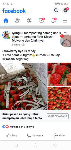 Bunga Citrosa Pengusir Nyamuk