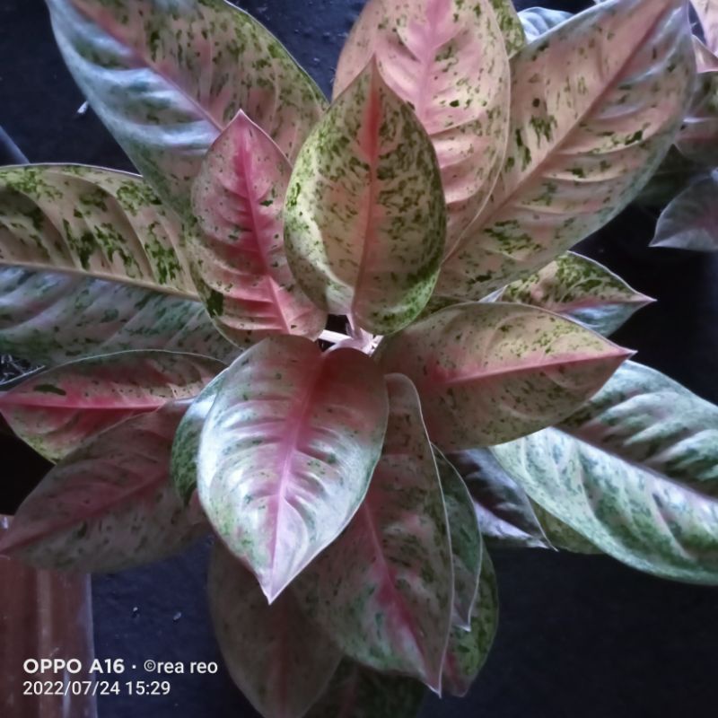 aglonema bigroy rumpun besar