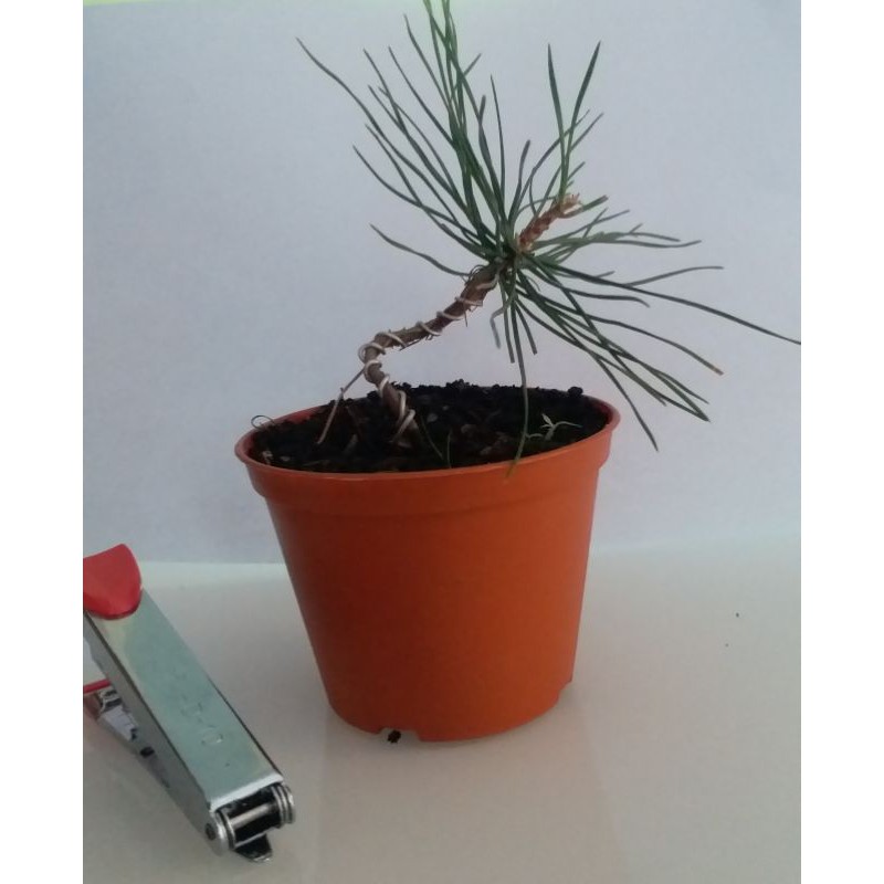 Japanese Black Pine - Pinus Thunbergii