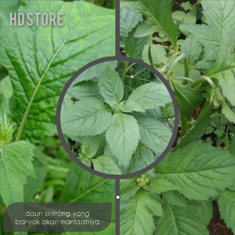 

daun sintrong fress 1 kg, diambil ketika ada order