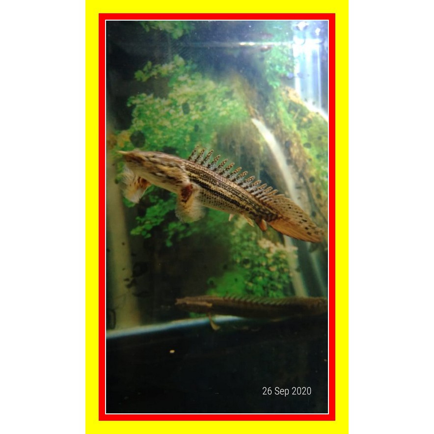 ikan palmas lapradei 11-12 cm - palmas lapradei  - palmas lapra