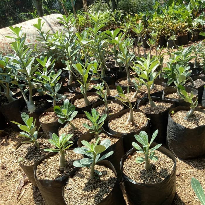 Kamboja Adenium - Kamboja Jepang