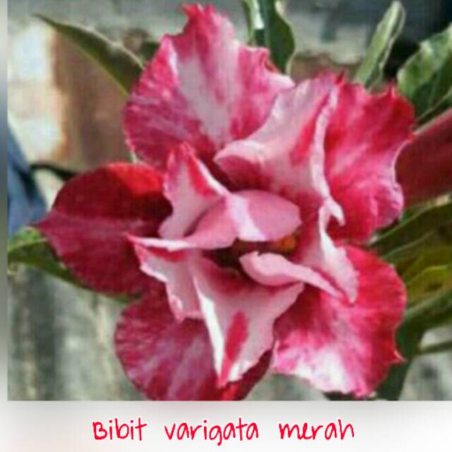 Bibit Kamboja farigata merah