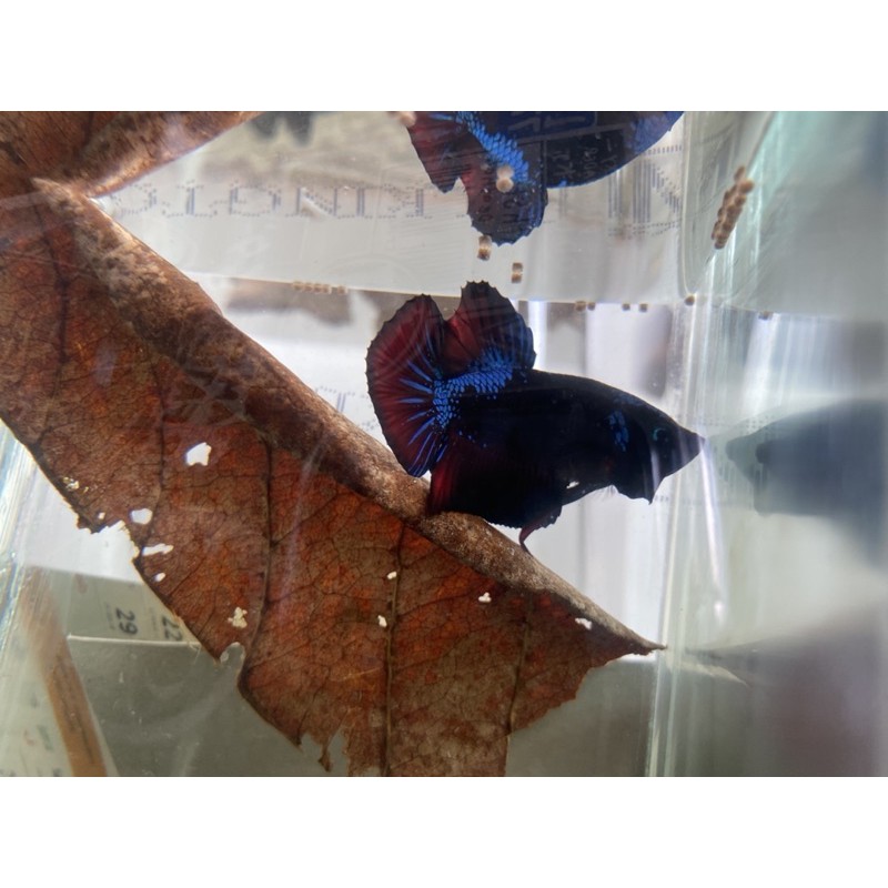 IKAN CUPANG AVATAR VAMPIRE