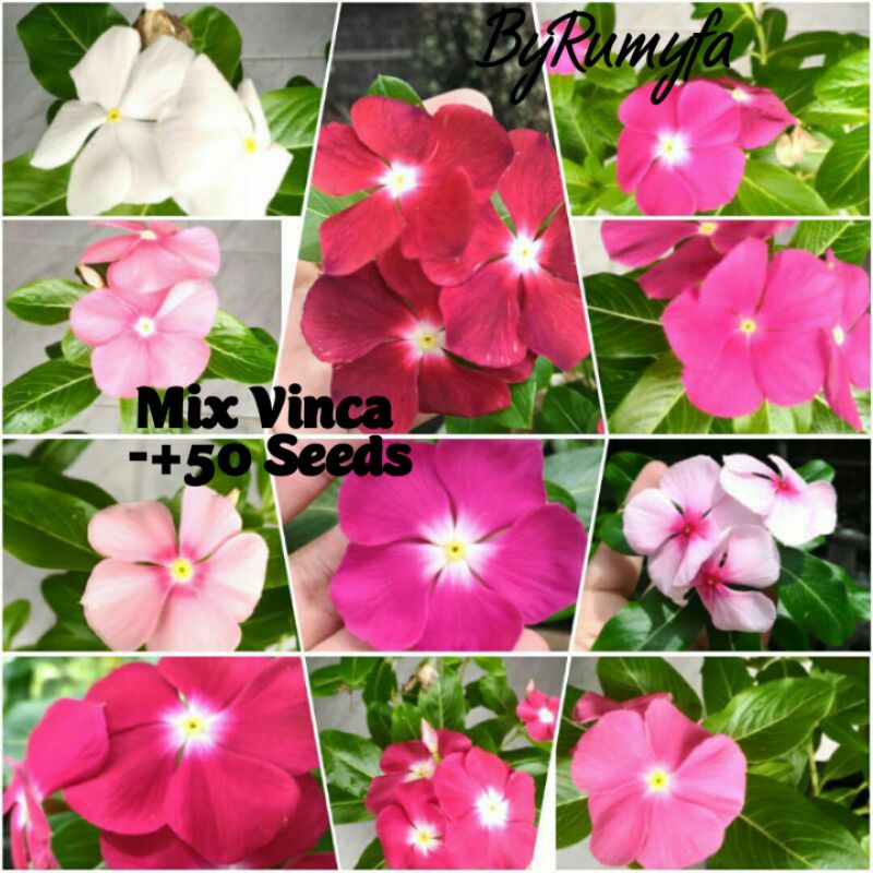 benih vinca import fresh mix,vinca exotik,vinca pasifica,vinca hallo,vinca megabloom