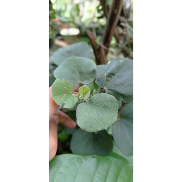 Bahan Bonsai waru jepang ORI dan sambungan/grafting