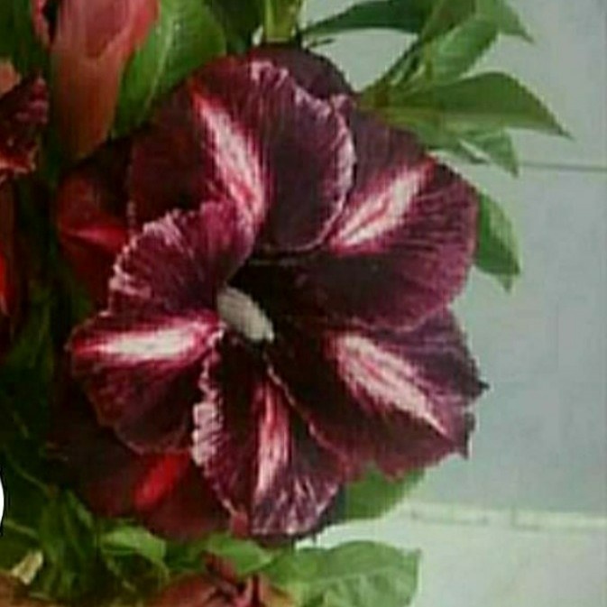 TRUNG THIN adenium grafting bunga tumpuk size C