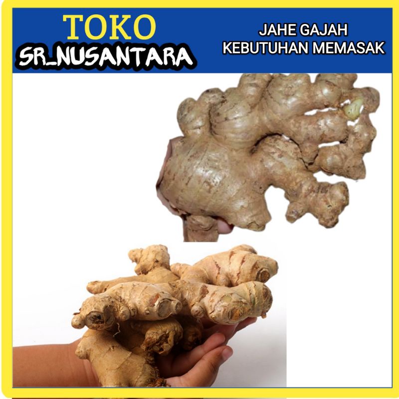 

Jahe Gajah, Jahe Badak Untuk Bahan Minuman, Bumbu Masak dan Obat-Obatan Tradisional
