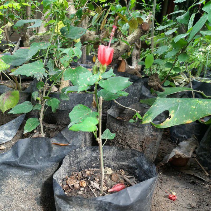 Bibit bahan bonsai kembang sepatu mikro / Wax mallow
