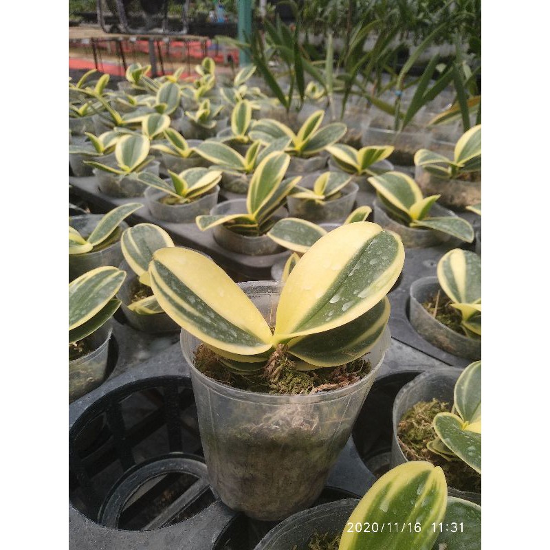 bibit seedling anggrek bulan varigata / seedling anggrek bulan varigata