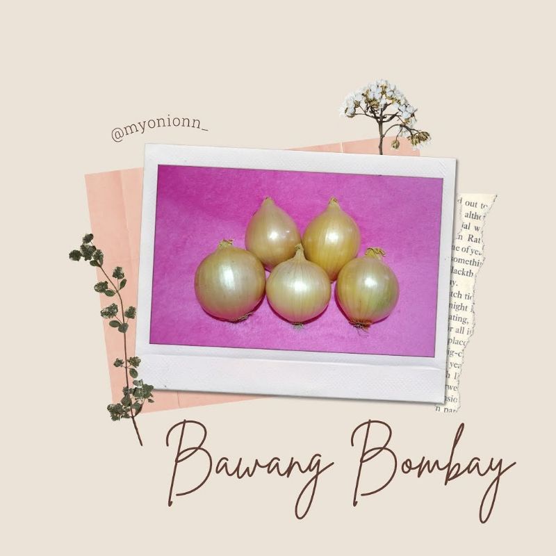 

Bawang Bombay Murah Dan Berkualitas