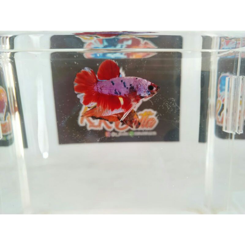 ikan cupang giant lavender