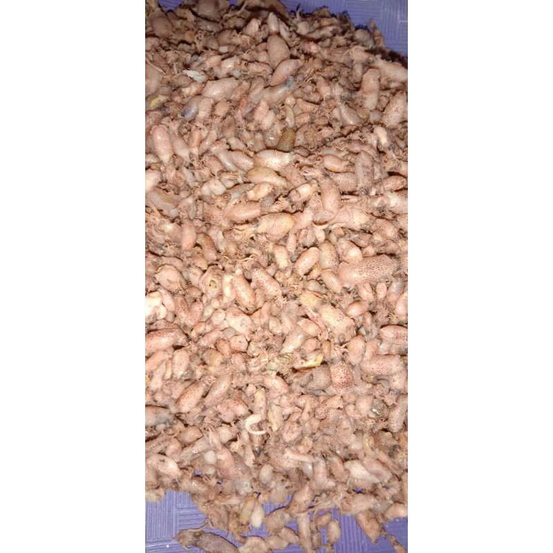 

Baby cumi banjarmasin asli medan 1kg