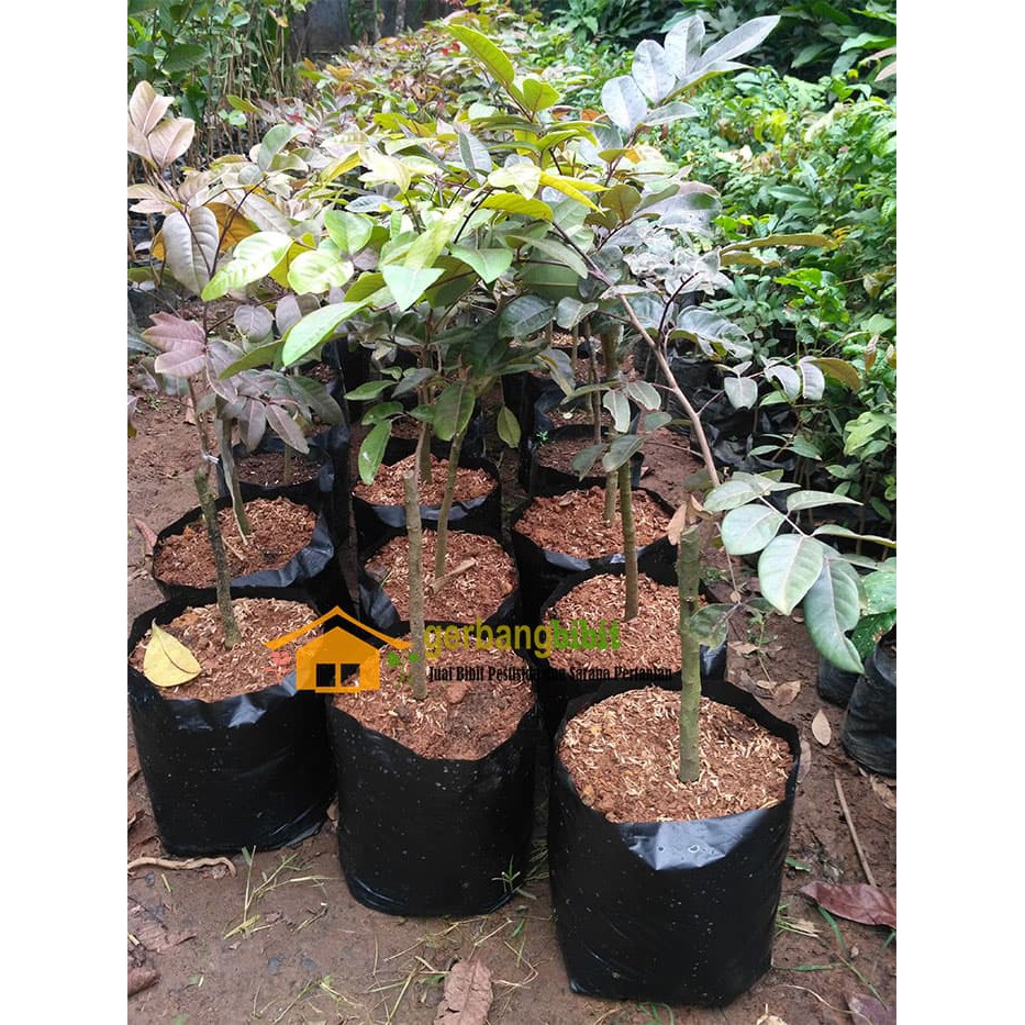 Bibit Kelengkeng Merah Red Ruby Longan