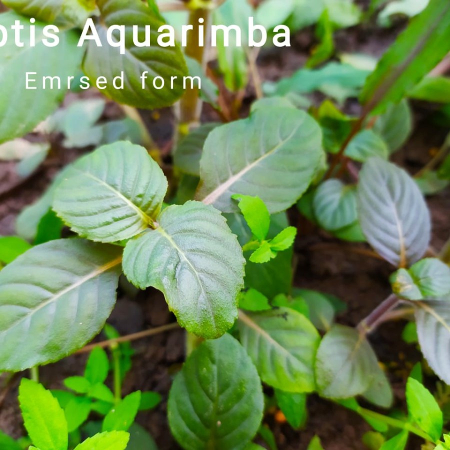 limnophila rugosa Red Var Aquarimba ( rare aquascape plant )