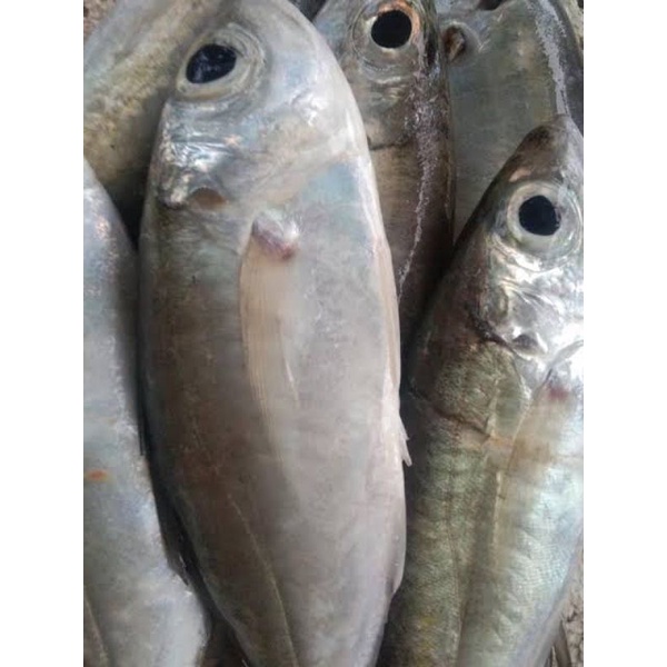 

Ikan Boloho 40rb/kg (ikan fresh)