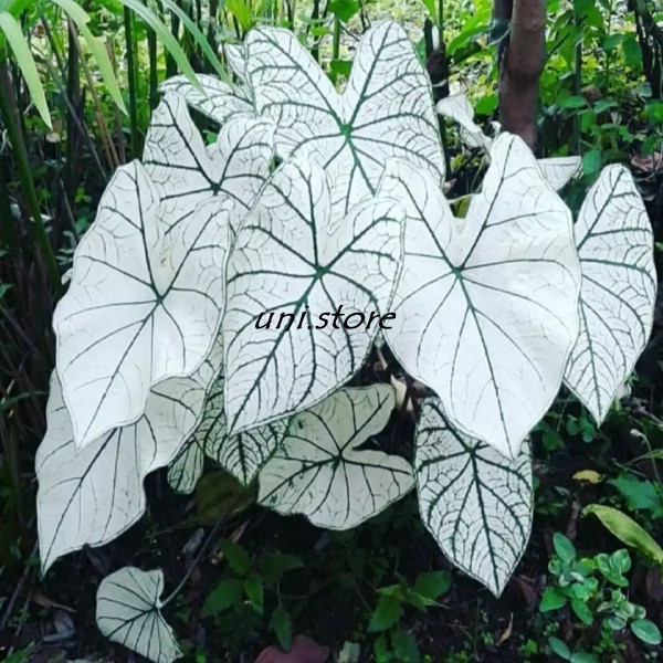 Bibit Tanaman Alocasia Putih Keladi Putih Snow White Shopee Indonesia