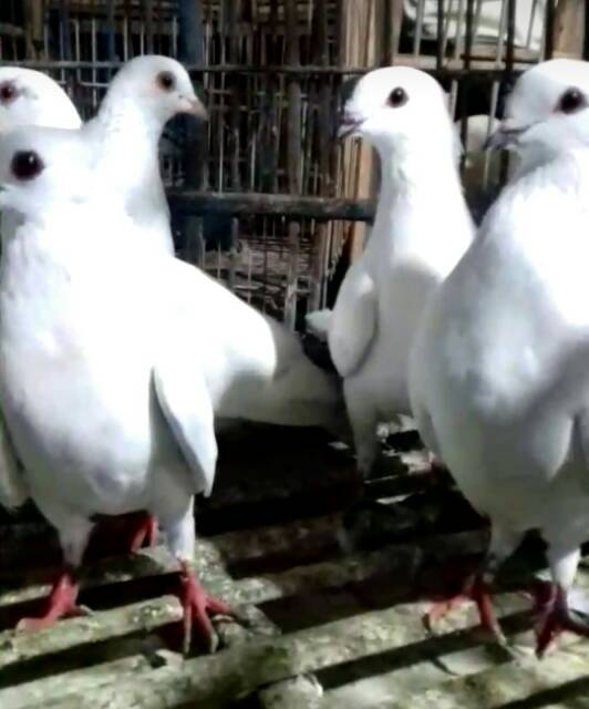 91+ Gambar Burung Merpati Putih HD