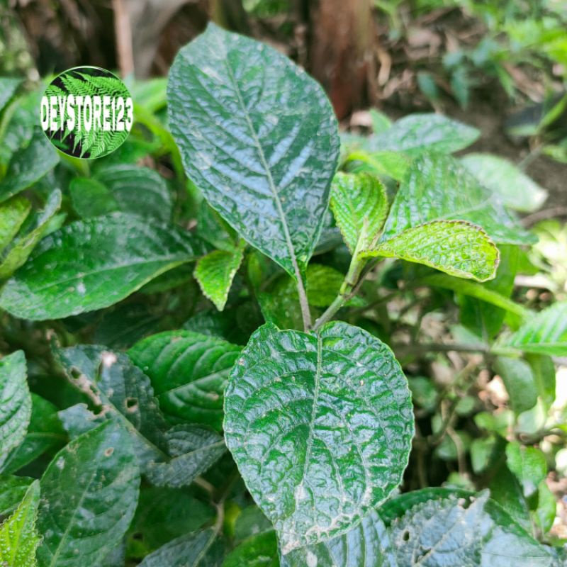 

Daun pecah beling atou ki beling Per 100 grm