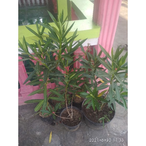 

aliander. (bunga mentega)