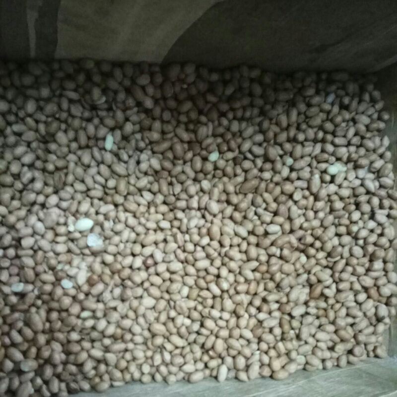 

kacang tanah mentah
