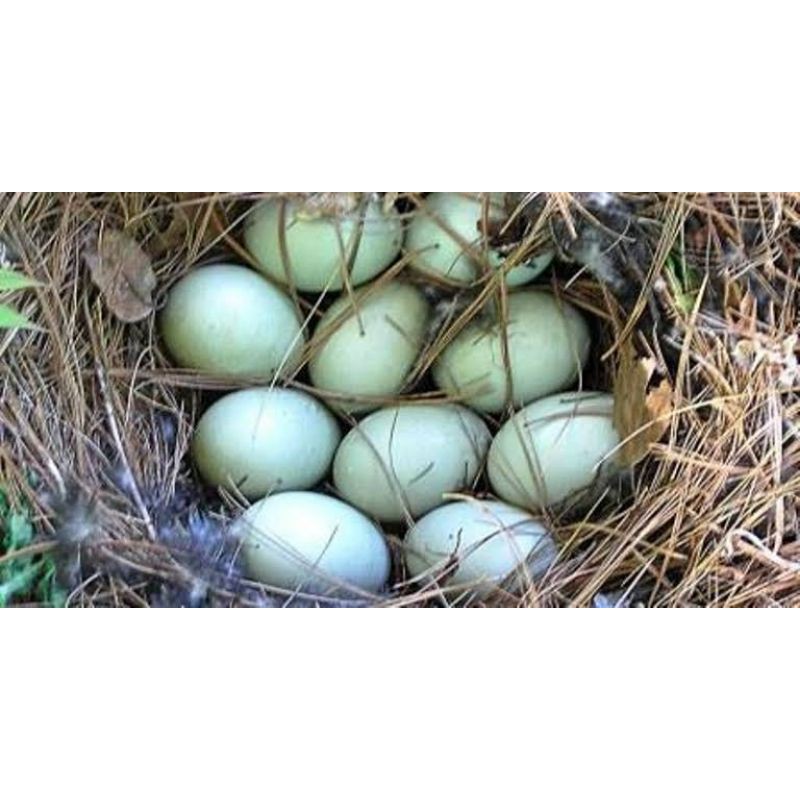 

paket telur bebek fertil 100 pcs