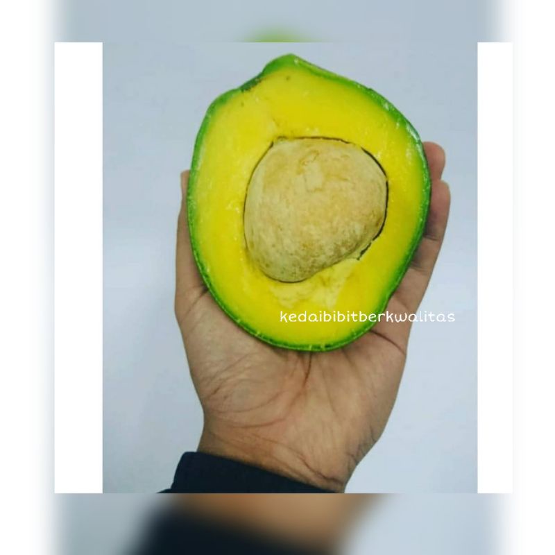 Bibit Alpukat Miki Jumbo terlaris