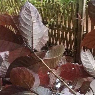 

DAUN HERBAL HANDELEM SEGAR /100 gram